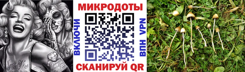 Купить где  Чернушка  Галлюциногенные грибы Psilocybine cubensis 